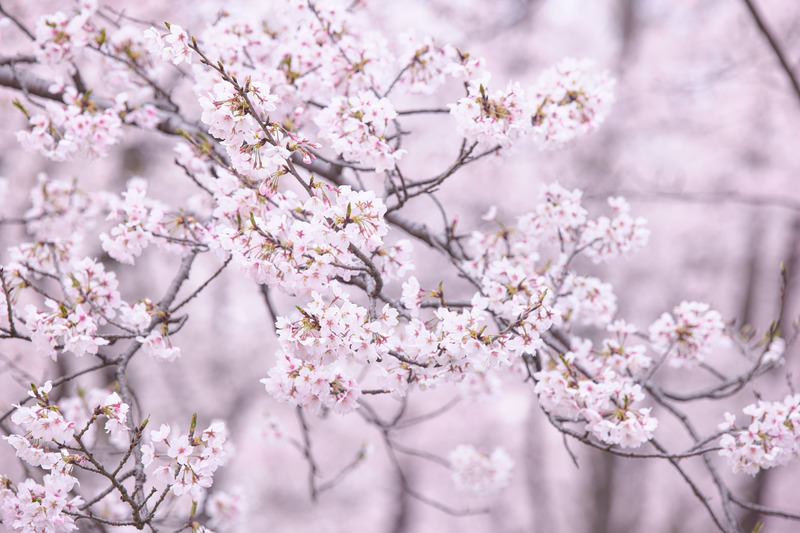 避難訓練＆芳澍ウォーク