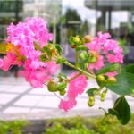 百日紅に寄せて